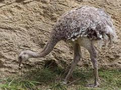 149 BIO PARC DE DOUE LA FONTAINE 6- 2016_000052